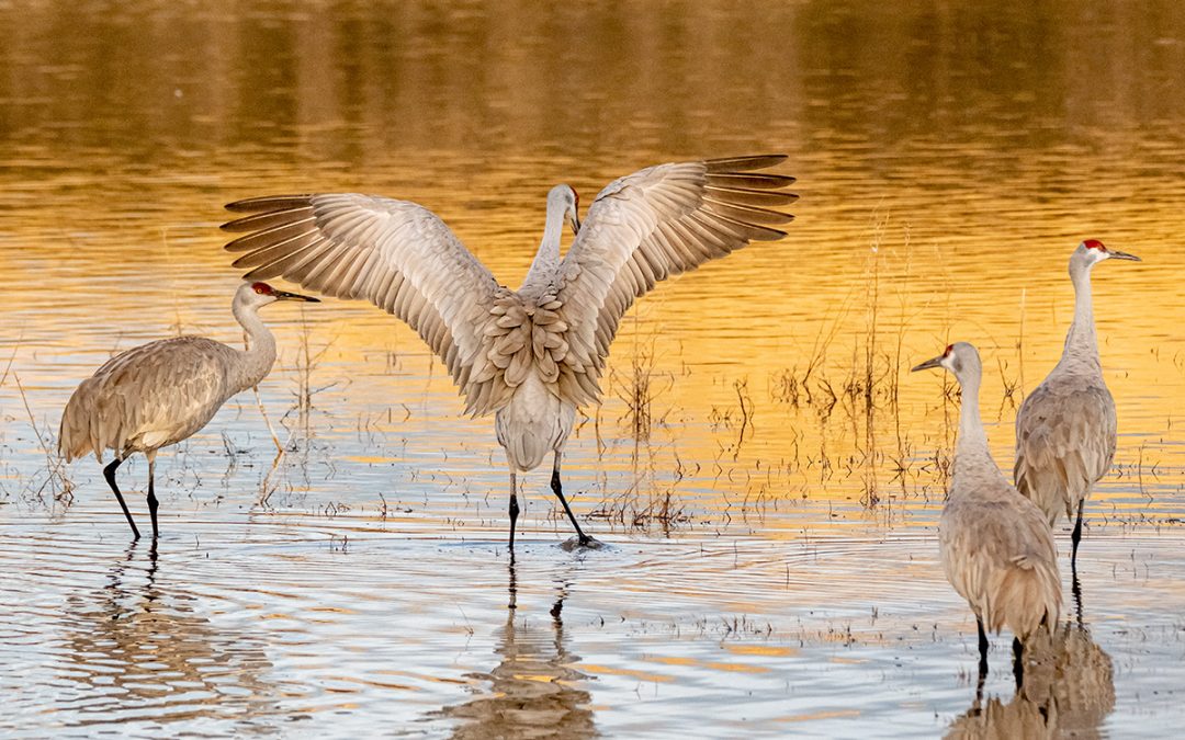 photograph of 4 cranes in the golden morning light in Bosque del Apache NWR