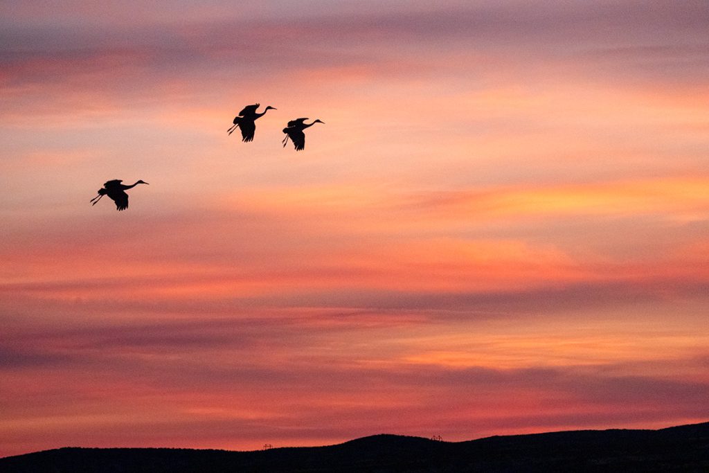 photograph of three cranes soaring across a dramatic sunset sky over Bosque del Apache NWR